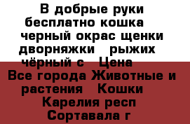 В добрые руки бесплатно,кошка,2.5черный окрас,щенки дворняжки,3 рыжих 1 чёрный,с › Цена ­ - - Все города Животные и растения » Кошки   . Карелия респ.,Сортавала г.